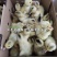 江南蛋鸭一号二号白麻羽绿壳高产蛋鸭苗水鸭子小苗小黄鸭苗