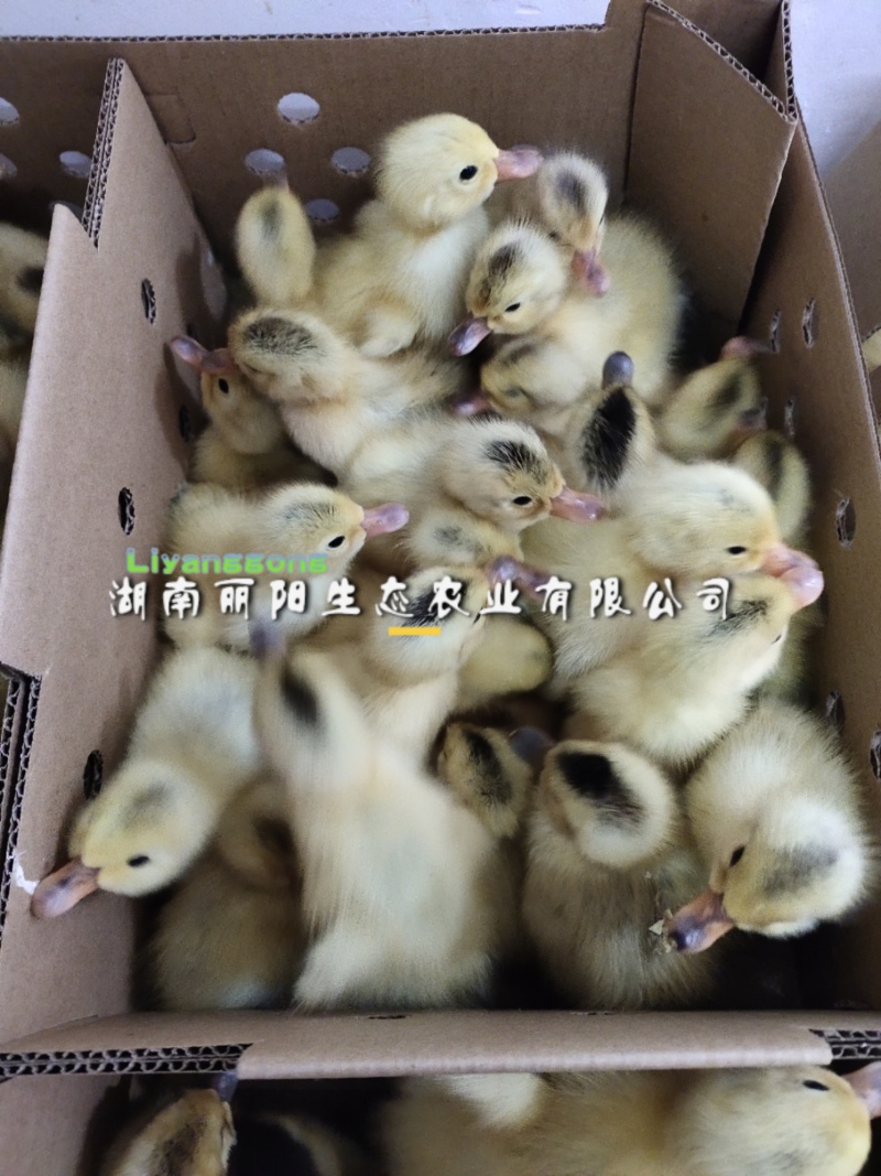 江南蛋鸭一号二号白麻羽绿壳高产蛋鸭苗水鸭子小苗小黄鸭苗