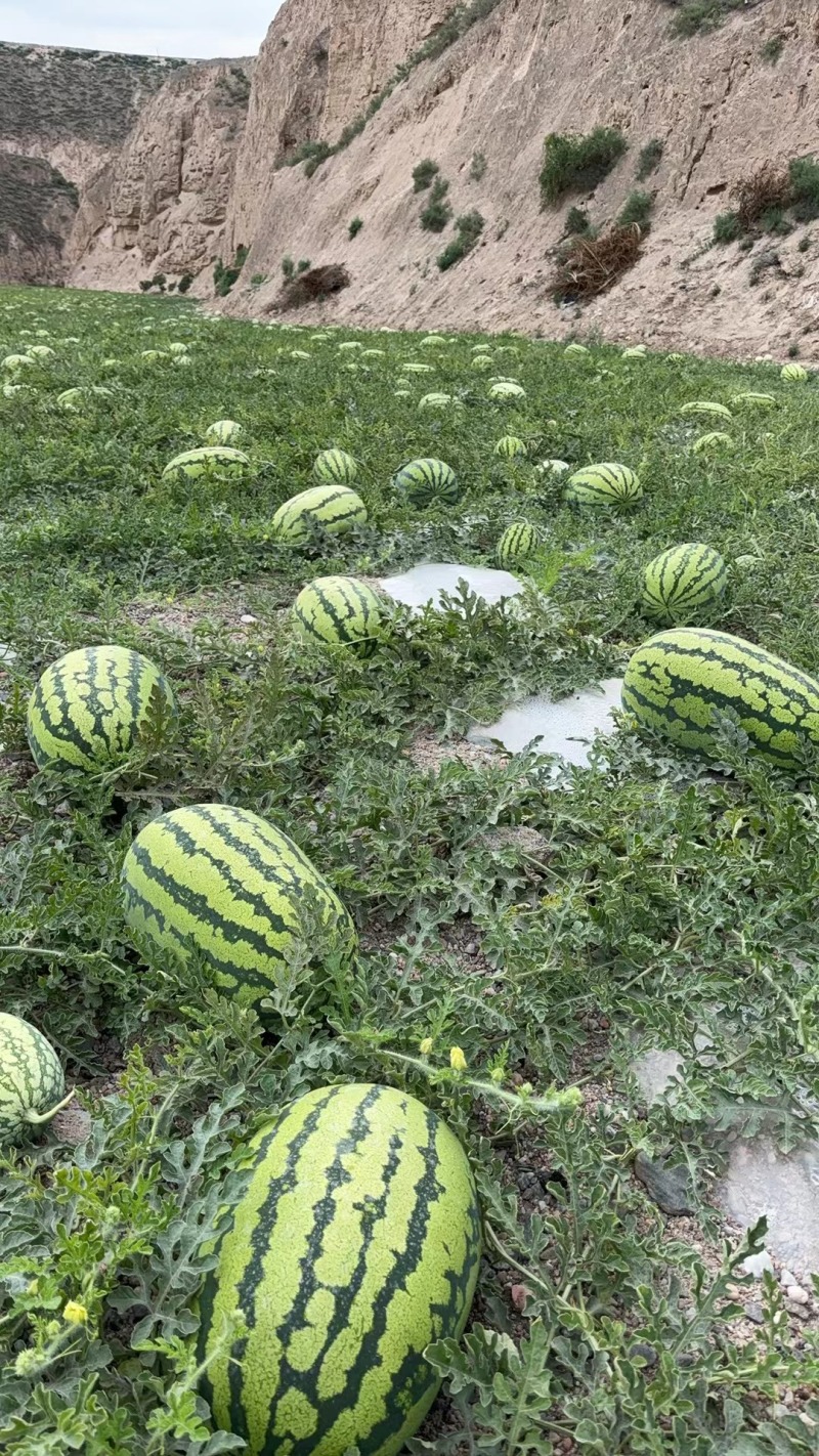 宁夏硒砂瓜，石头瓜，金花系列/金城系列/大量上市整车发货