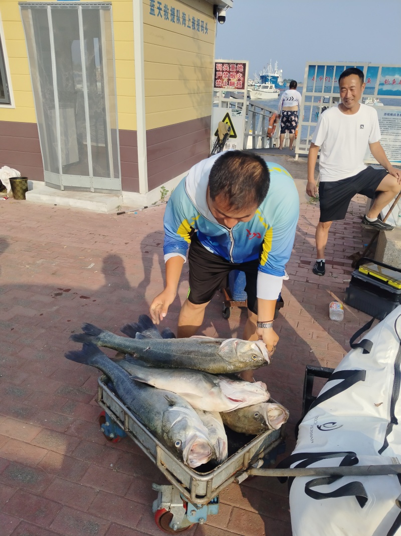 唐山海鲈鱼