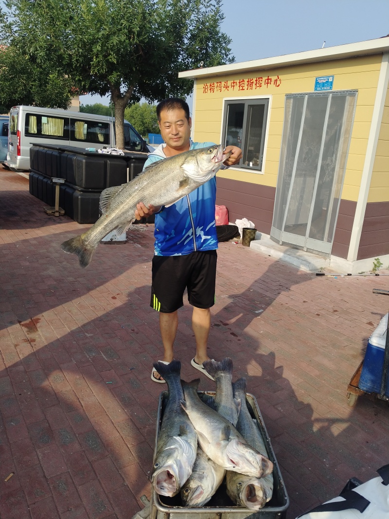 唐山海鲈鱼