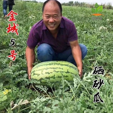 《金城五号》甘肃西瓜/金花西瓜/产地货源/全国保质保量
