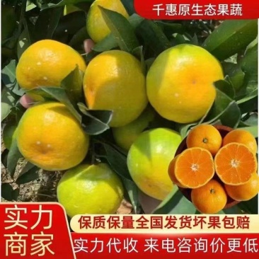 特早蜜橘大分四号产地按需采摘品质三包售前有服务售后有保障