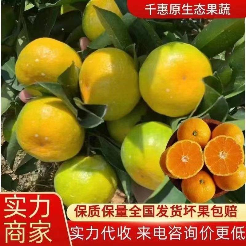 特早蜜橘大分四号产地按需采摘品质三包售前有服务售后有保障
