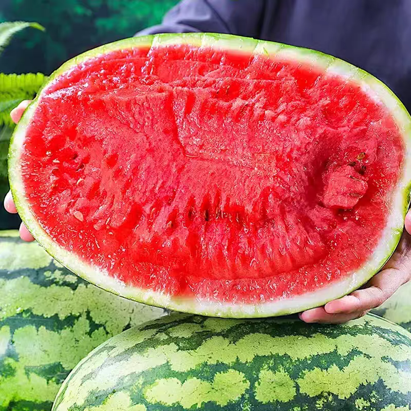 《金城五号》甘肃西瓜/硒砂瓜/产地货源/全国保质保量