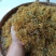 贵州金银花