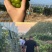 湖北潜江阳光玫瑰