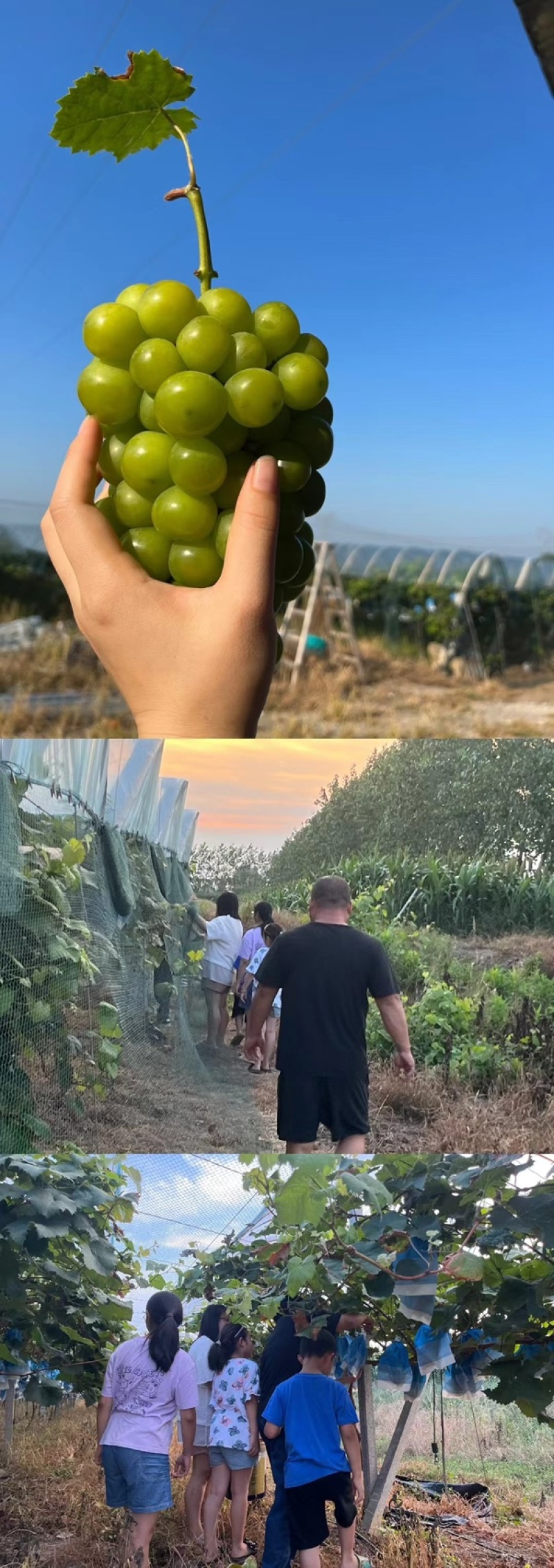 湖北潜江阳光玫瑰