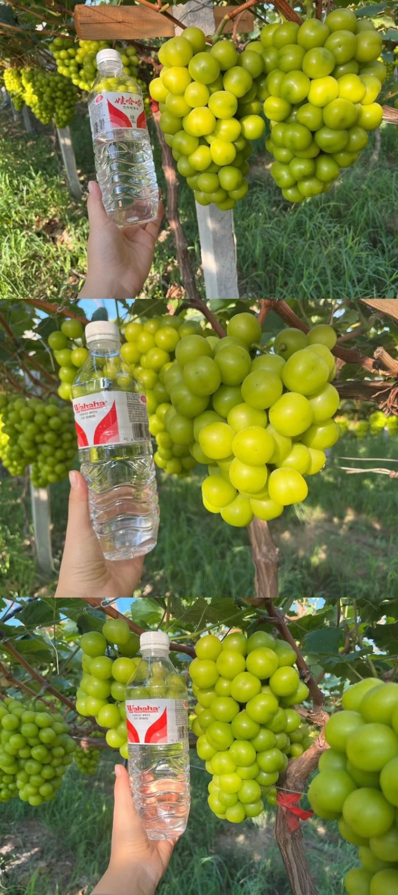 湖北潜江阳光玫瑰