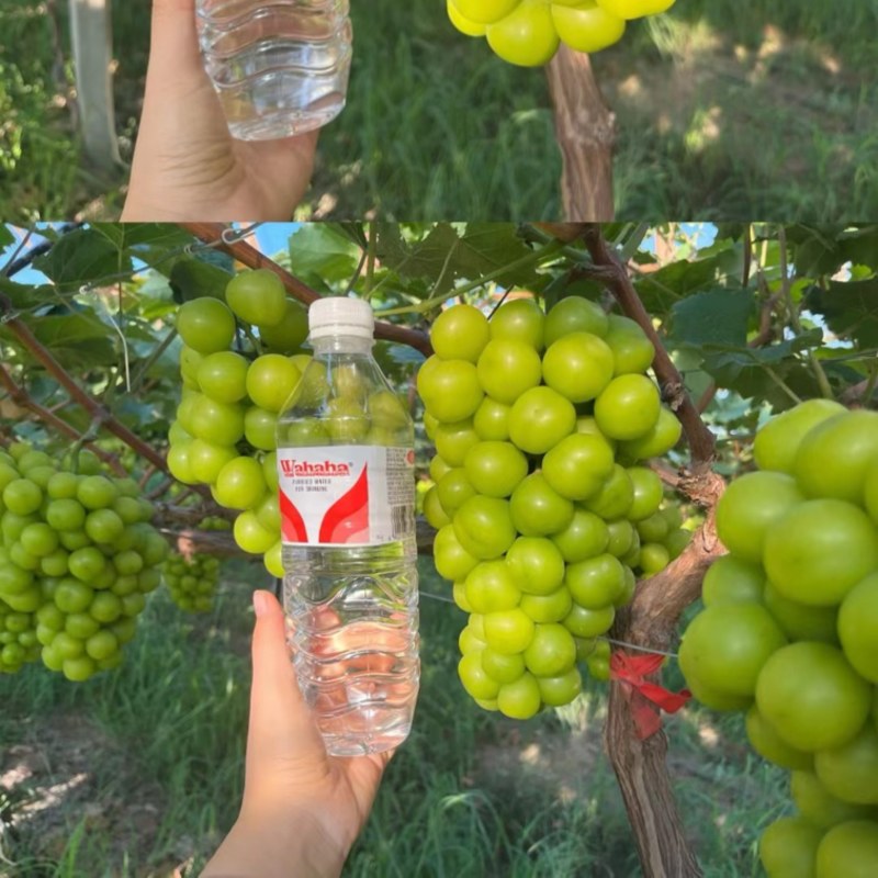 湖北潜江阳光玫瑰