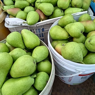 婆婆梨，软糯香甜