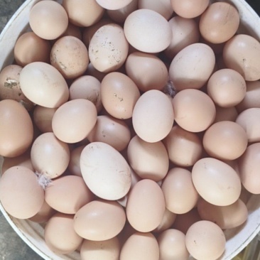 跑山粮食鸡