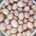 跑山粮食鸡