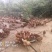 跑山粮食鸡