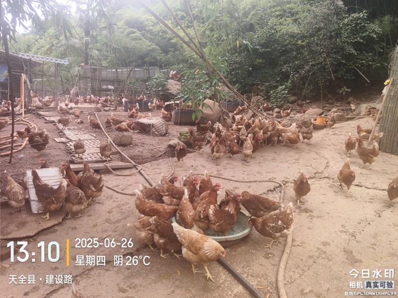 跑山粮食鸡