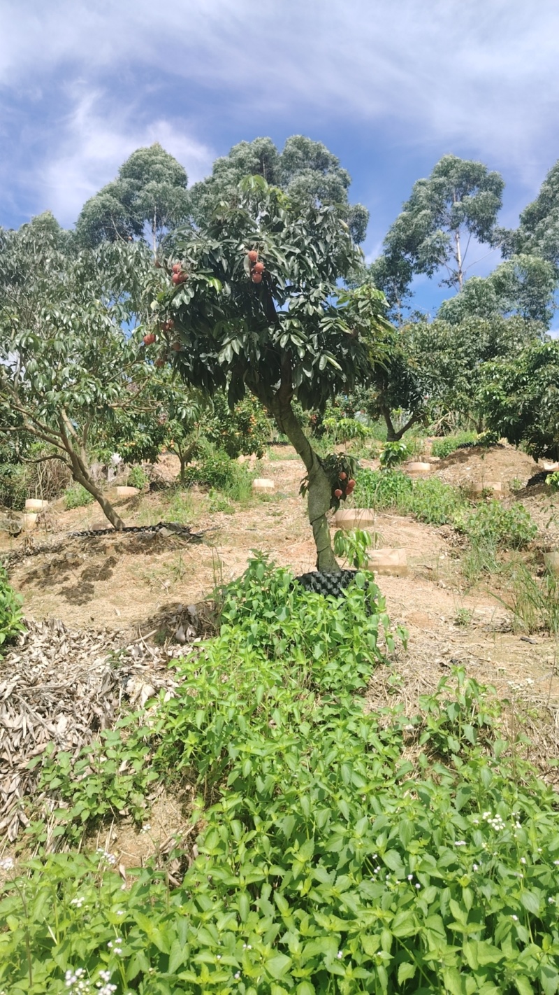 荔枝树