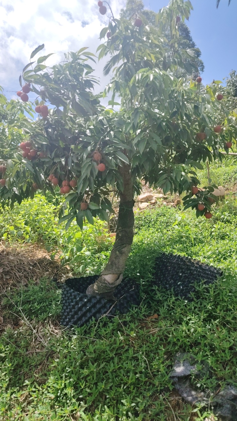 荔枝树