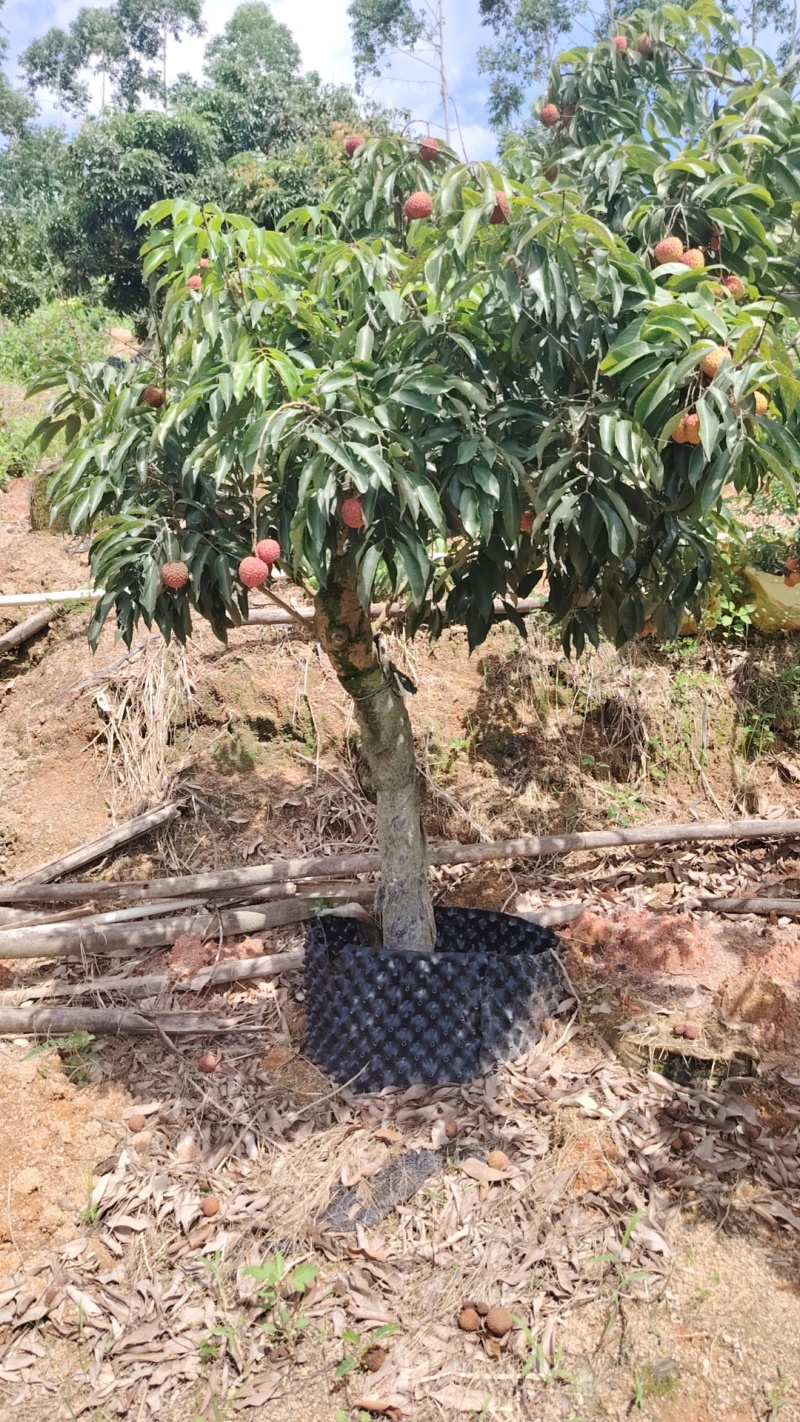 荔枝树