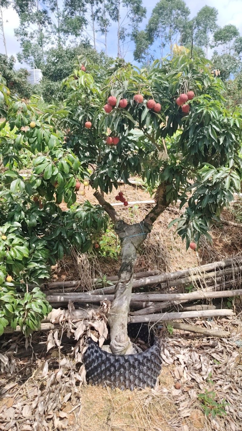 荔枝树