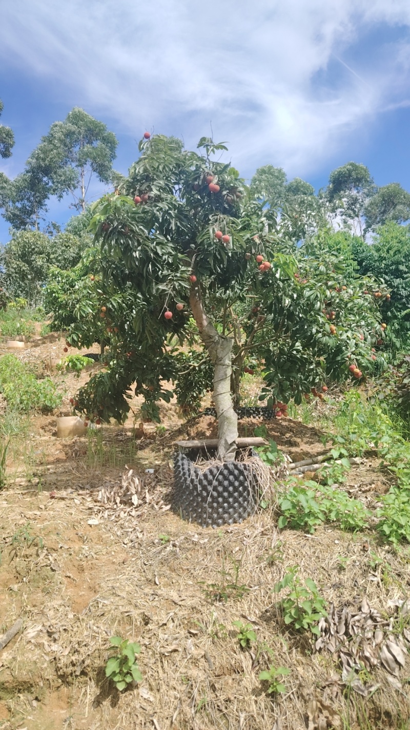 荔枝树