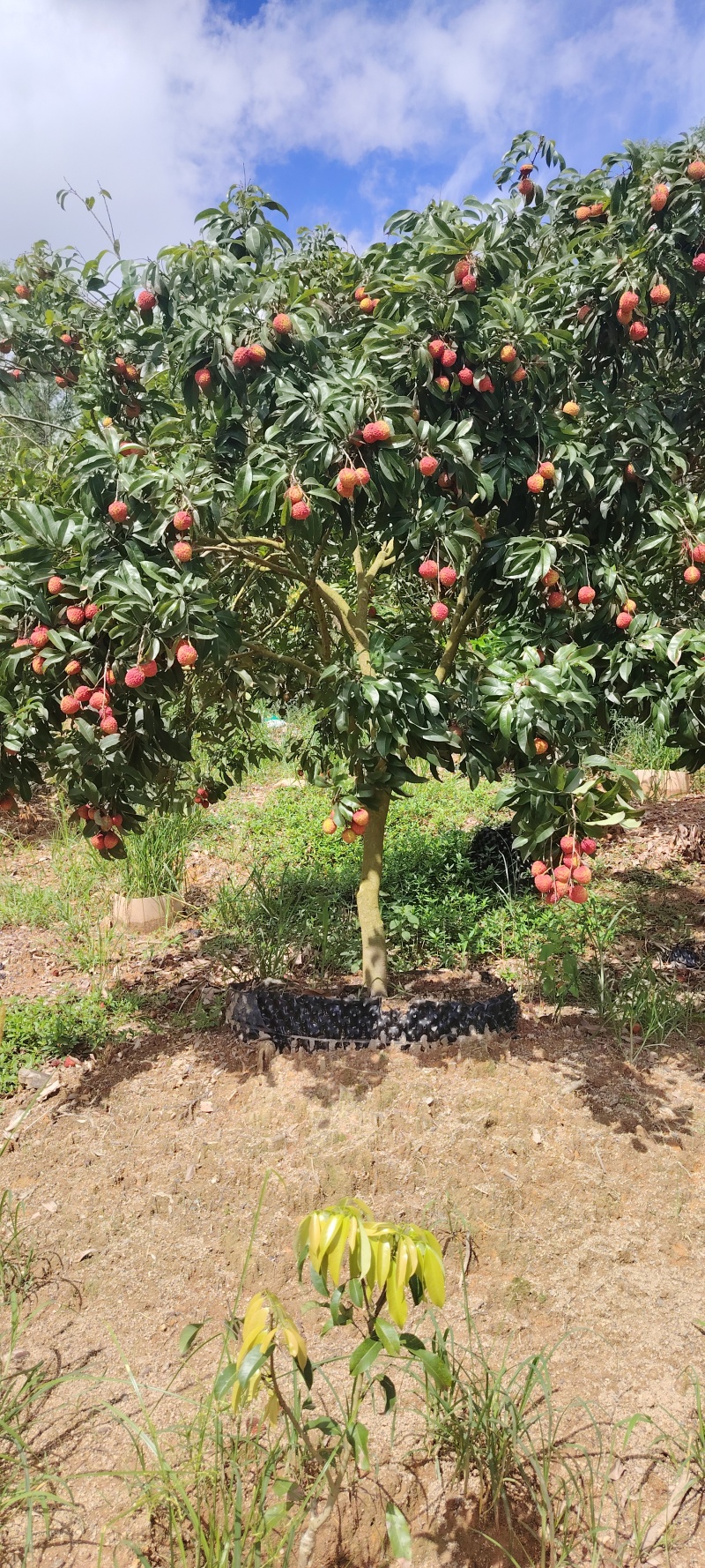 荔枝树