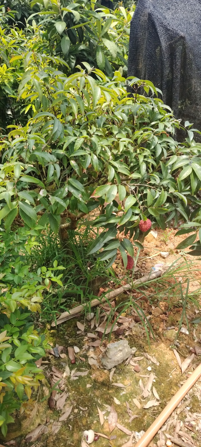 荔枝树
