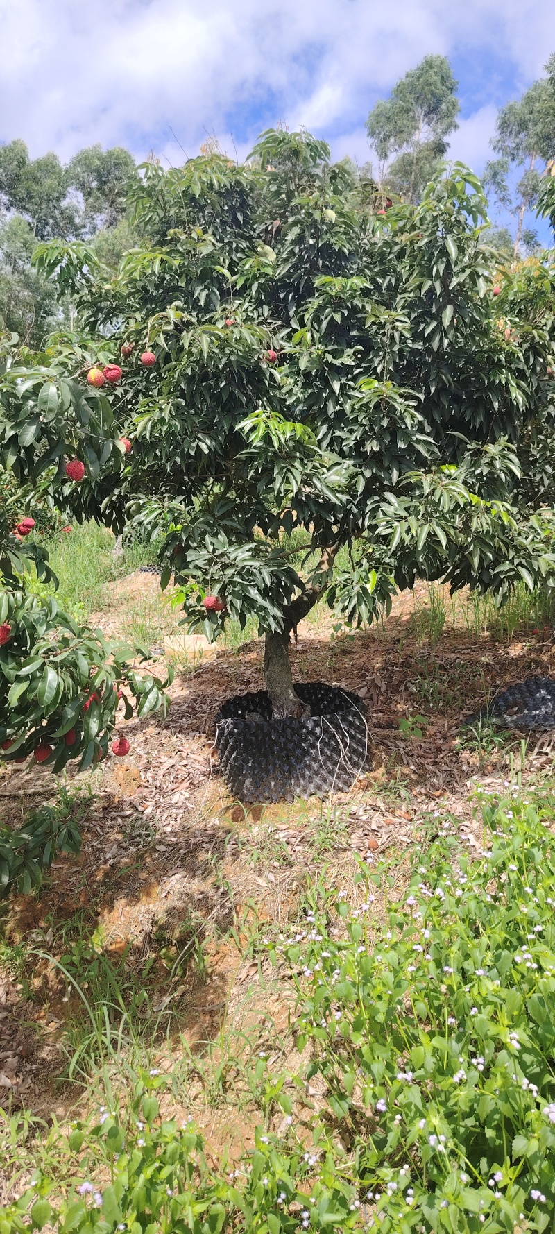 荔枝树