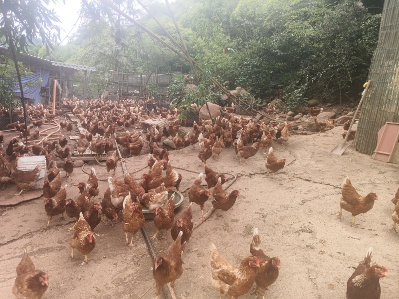 跑山粮食鸡