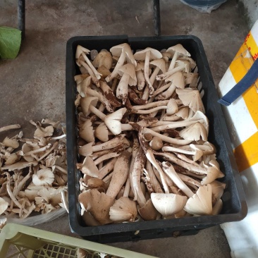 三白菇，鸡枞菌，三堂菌，伞把菇，伞塔菇，大自然的搬运工