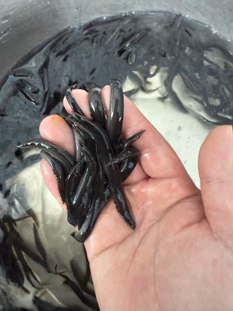 刺鳅鱼苗刀鳅鱼苗中华大刺鳅鱼苗人工孵化，快大品种产地直发