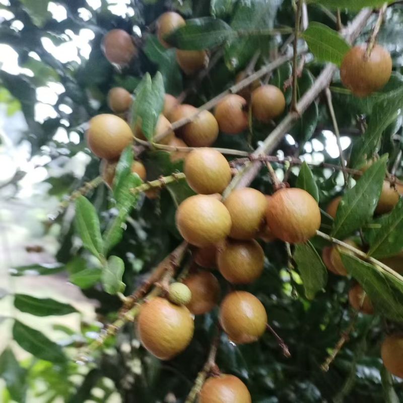 福建乌龙岭龙眼