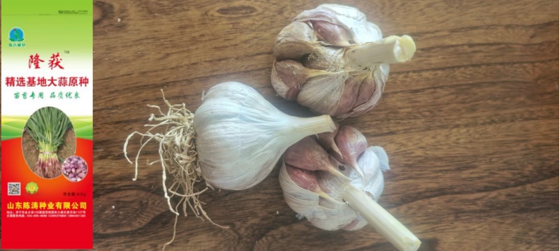 山东晨宝种苗诚招代理商
