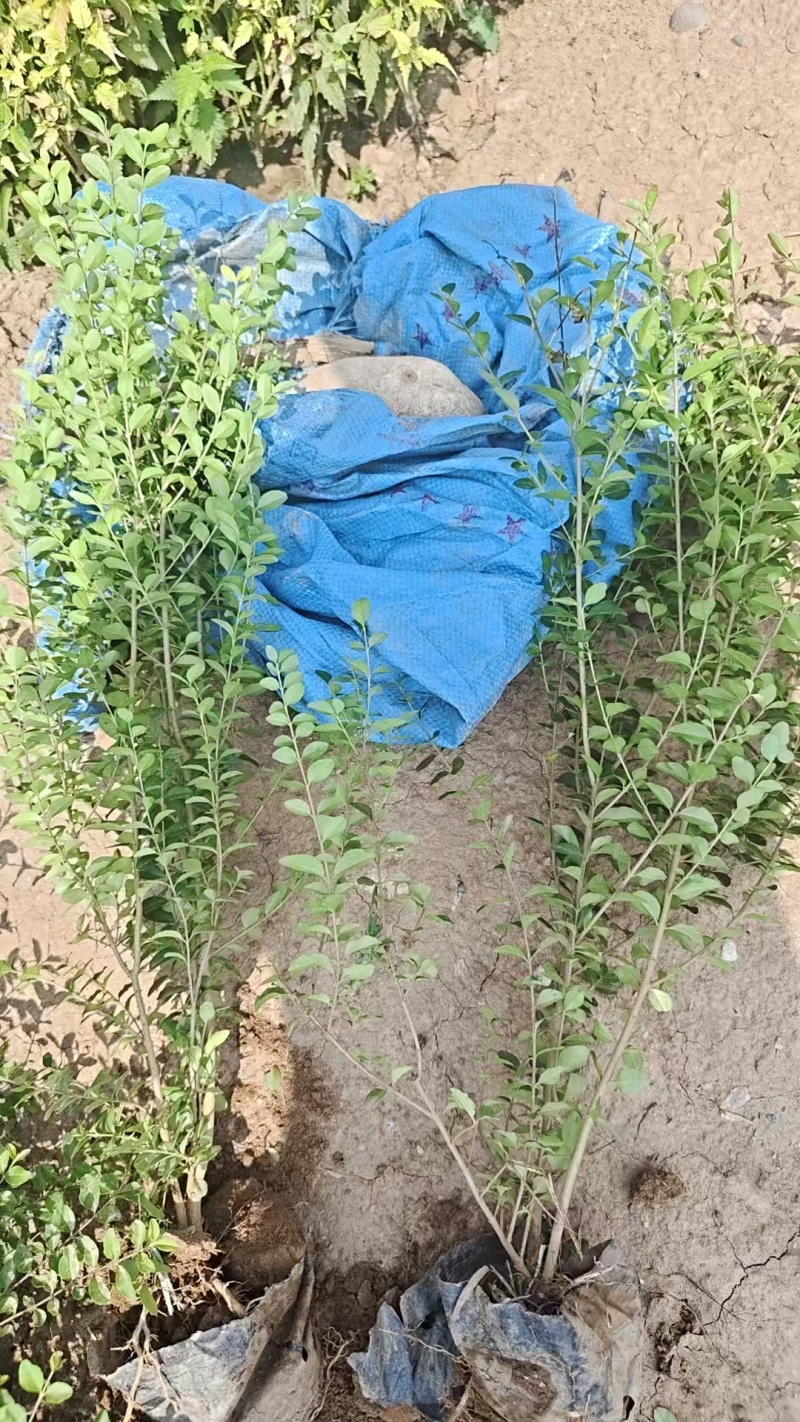 营养杯小叶女贞苗高50厘米以上杯子12/13厘米