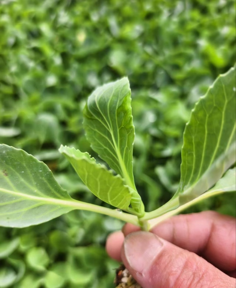 甘蓝苗包菜苗黄心甘蓝苗喧菜软包甘蓝苗苗厂直发