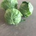 甘蓝苗包菜苗黄心甘蓝苗喧菜软包甘蓝苗苗厂直发