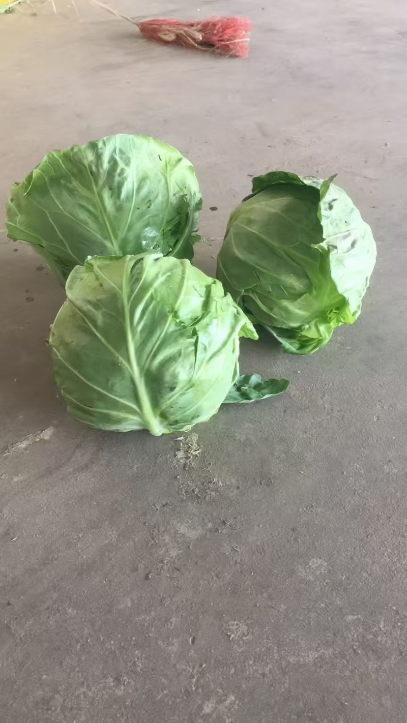 甘蓝苗包菜苗黄心甘蓝苗喧菜软包甘蓝苗苗厂直发