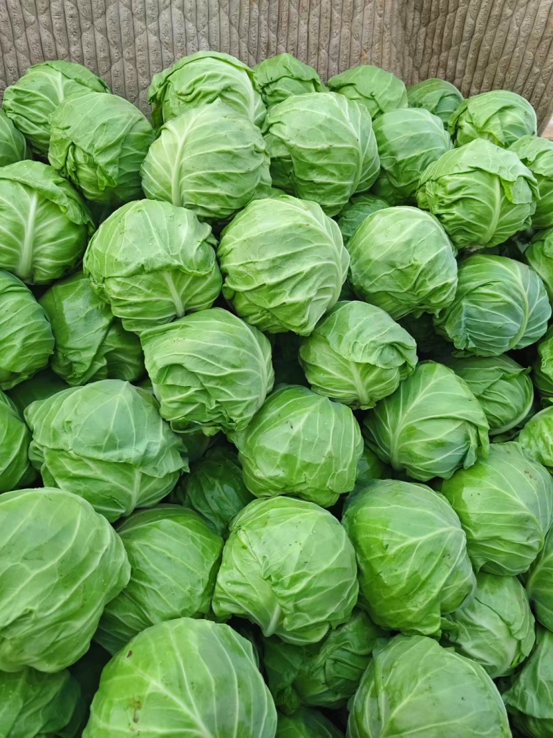 甘蓝苗包菜苗黄心甘蓝苗喧菜软包甘蓝苗苗厂直发