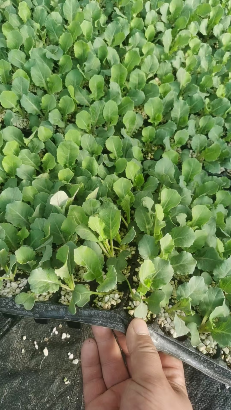 甘蓝苗包菜苗黄心甘蓝苗喧菜软包甘蓝苗苗厂直发