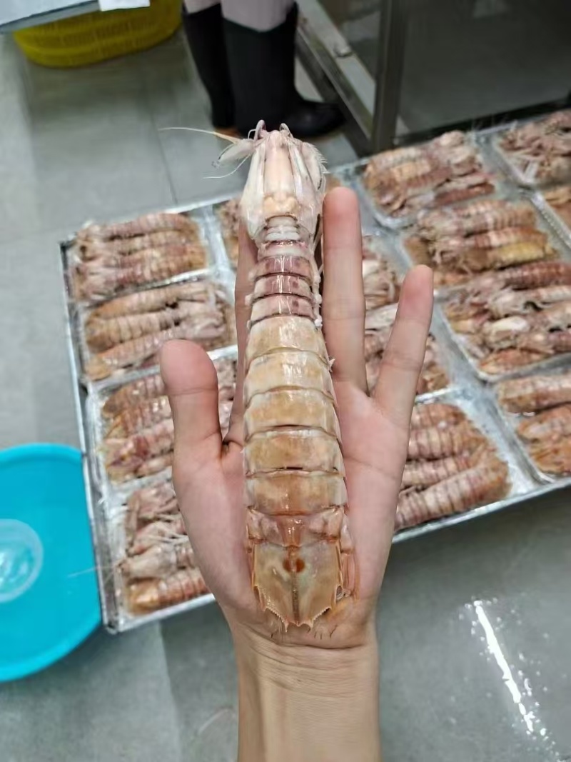 皮皮虾富贵虾螳螂虾虾蛄虾爬子