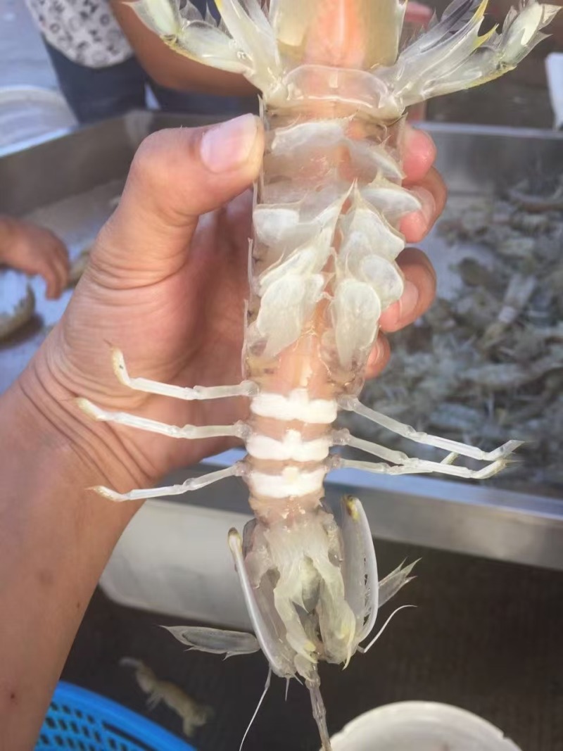 皮皮虾富贵虾螳螂虾虾蛄虾爬子