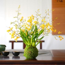 冬带花苞梦香水文心兰苔藓球年宵花卉浓香型室内客厅花期长可水培