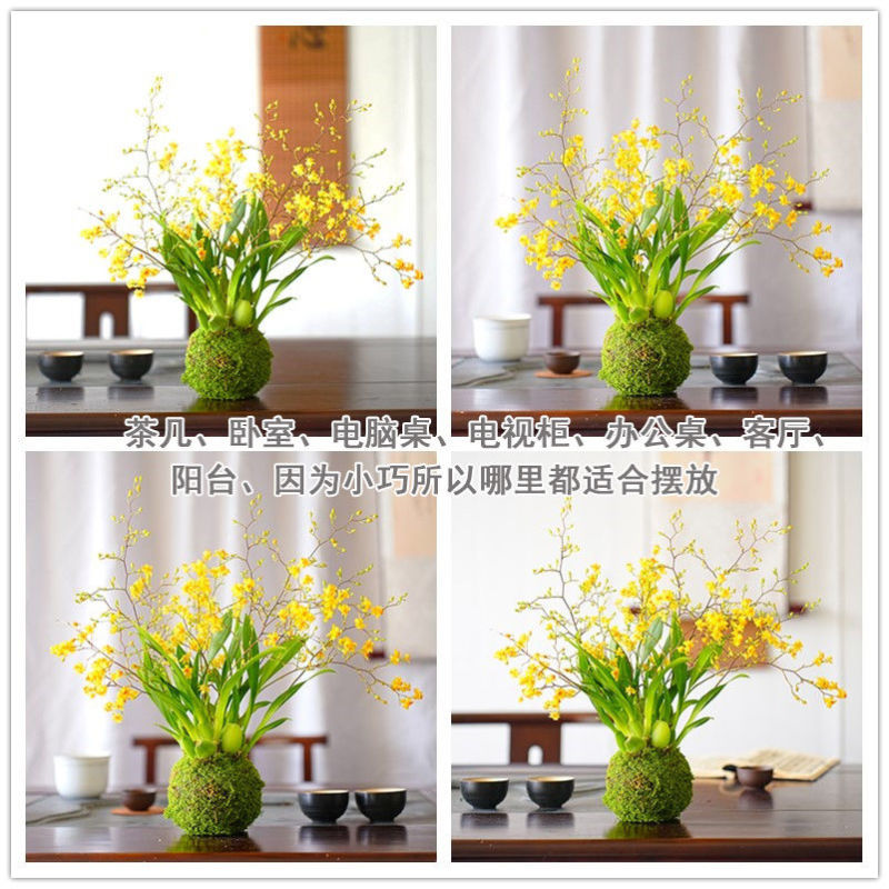 冬带花苞梦香水文心兰苔藓球年宵花卉浓香型室内客厅花期长可水培
