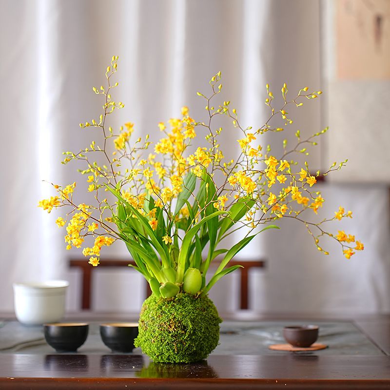 冬带花苞梦香水文心兰苔藓球年宵花卉浓香型室内客厅花期长可水培