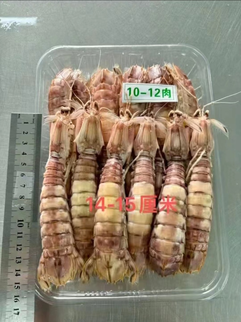 皮皮虾富贵虾螳螂虾虾蛄虾爬子