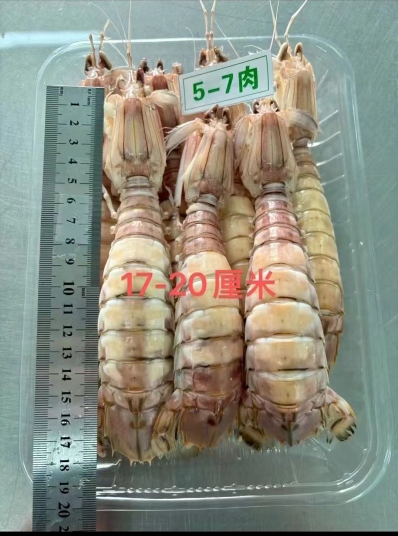皮皮虾富贵虾螳螂虾虾蛄虾爬子