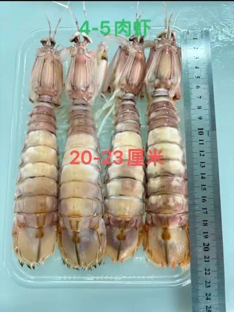 皮皮虾富贵虾螳螂虾虾蛄虾爬子