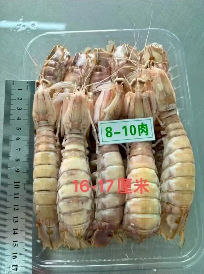 皮皮虾富贵虾螳螂虾虾蛄虾爬子