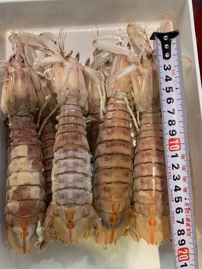 皮皮虾富贵虾螳螂虾虾蛄虾爬子