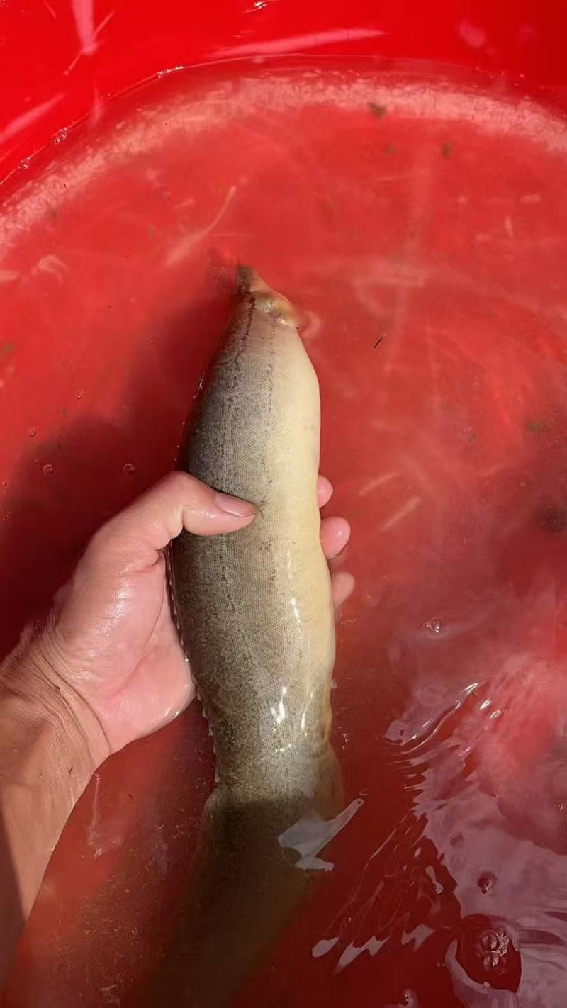 刺鳅鱼，刀鳅鱼，中华大刺鳅鱼，产地直发，品质保证