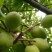 梅州青榄